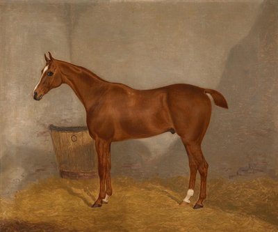 Horse Portrait (Fireland or Cocktail, One of Two Paintings Offered in a Lot with These Titles) by F. Clifton